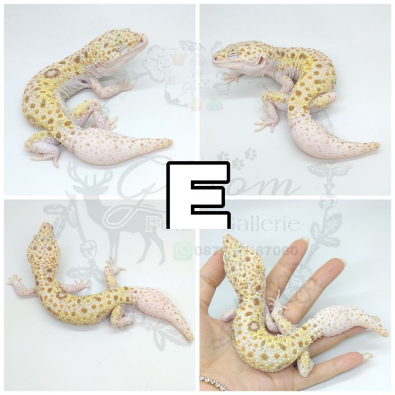 Leopard Gecko Dreamsicle Macksnow Snow Raptor Enigma Male FREE CALCIUM