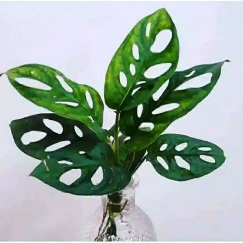 tanaman hias janda bolong hidup