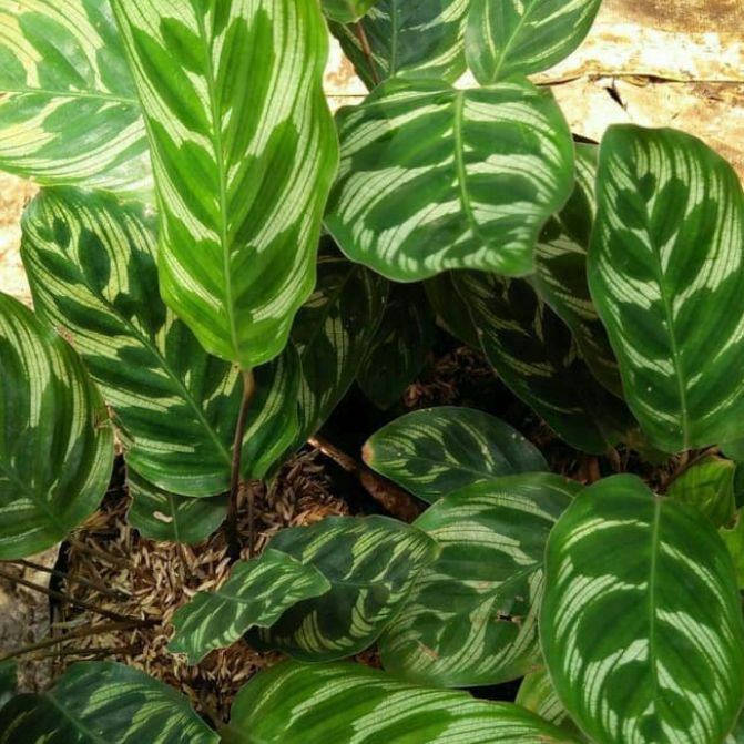 tanaman hias calatea makoyana - tanaman hias calatea