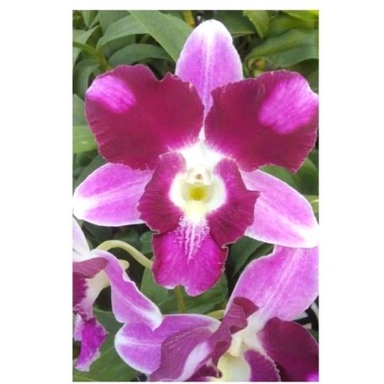 Dendrobium King Dragon