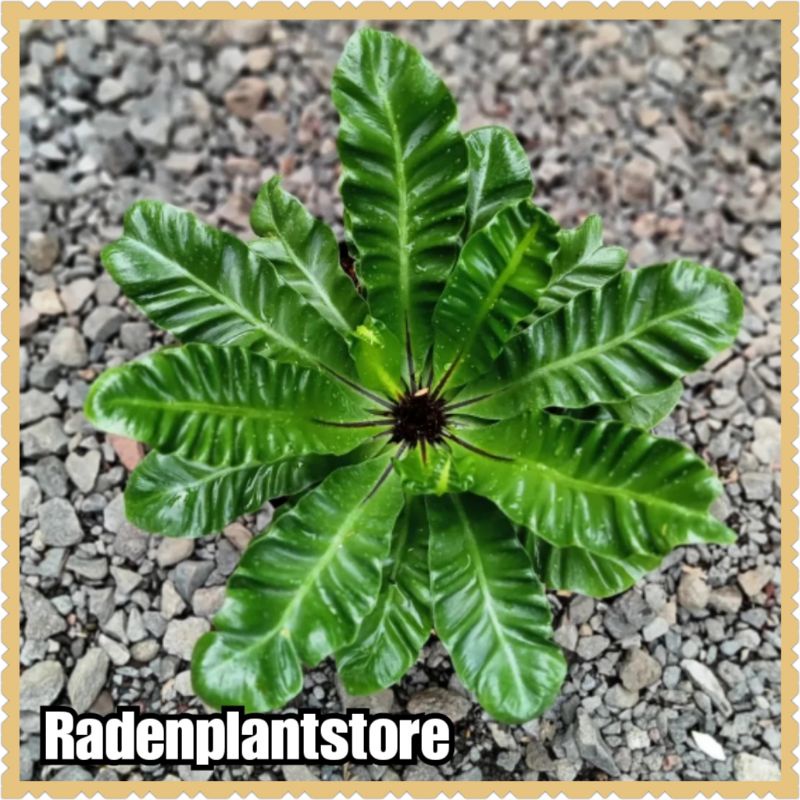 tanaman hias - tanaman kadaka lasagna - kadaka lasagna