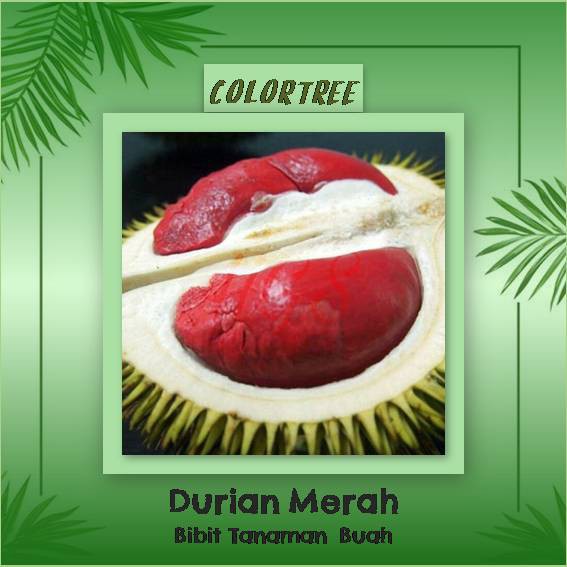 Download 64+ Gambar Durian Merah Terbaik Gratis