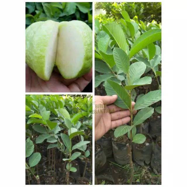 Bibit Jambu Kristal