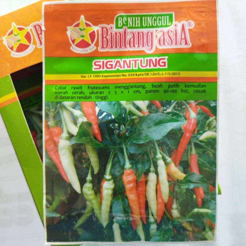 Benih cabe rawit putih SIGANTUNG 10 gram. Benih unggul Bintang Asia. cabai rawit setan