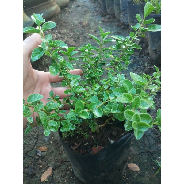 sancang varigata bahan bonsai-3