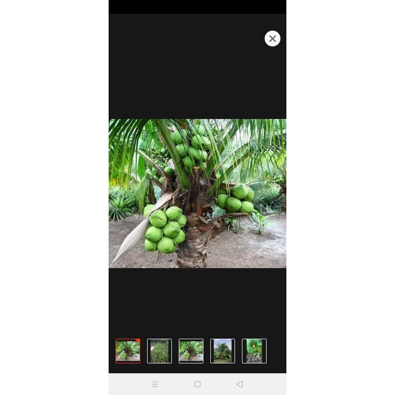 bibit kelapa pandan wangi f1