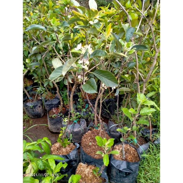 paket bibit 2 pohon apel fuji berbunga