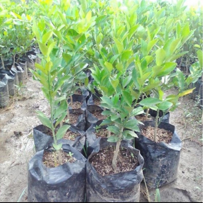 Bibit pohon jeruk lemon California/Tanaman buah jeruk lemon California