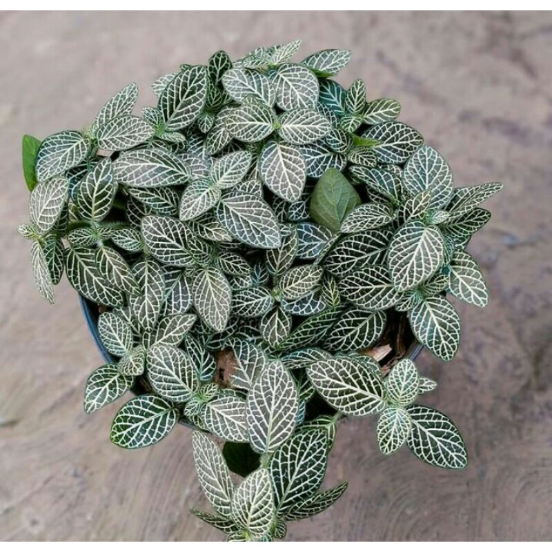 Tanaman bunga Fittonia verschaffeltii / Fittonia mutiara mini