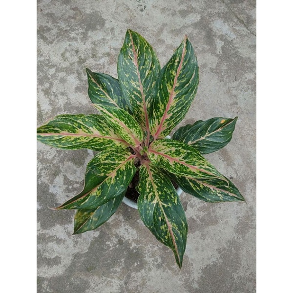 Aglaonema butterfly