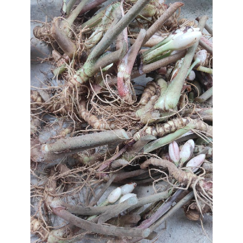 Bonggolan melo badak kalimantan / alocasia melo badak