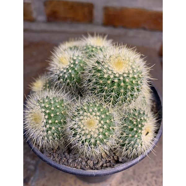 Lening cluster ownroot