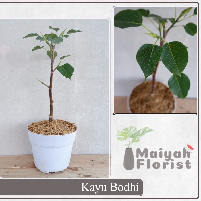 Kayu Bodhi - Tanaman Herbal