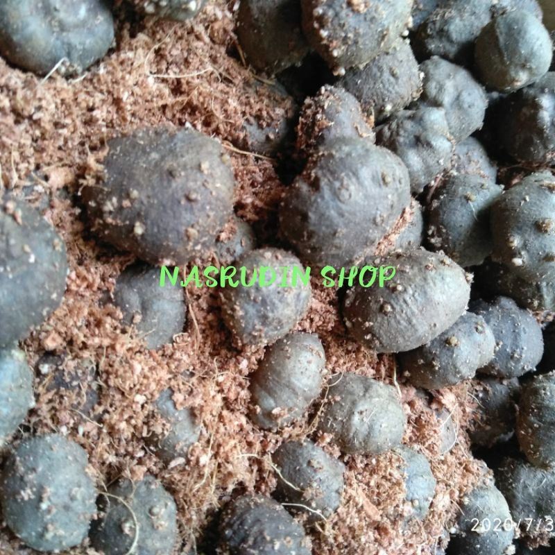 Bibit Porang 1Kg Siap Tanam Isi Banyak Dari Katak Super / Bibit Katak Porang / Bukan Umbi Porang /