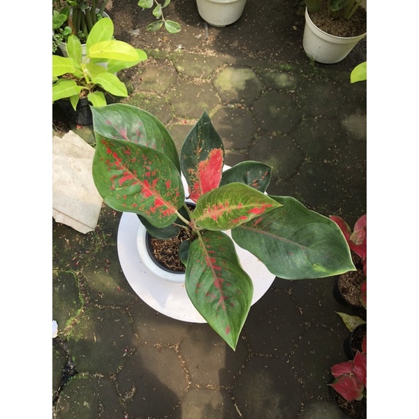 aglaonema suksom batik