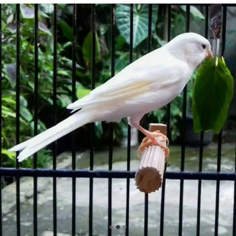 burung kenari afs putih pocong polos jantan prospek