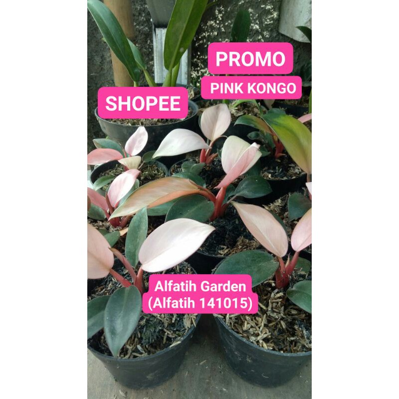 PROMO PINK KONGO-Tanaman Hias Pink Kongo-Pink Congo Tanaman Hias-PROMO PINK KONGO-Tanaman Hias Pink