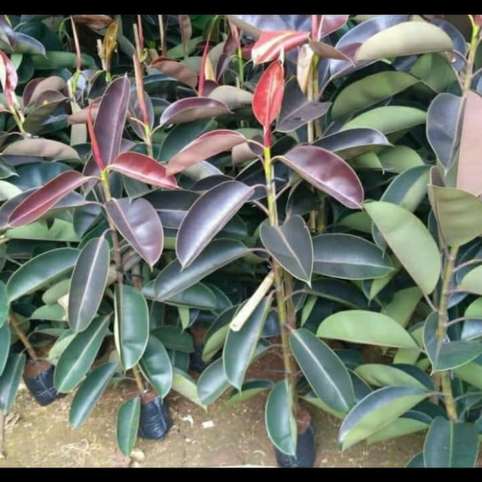 PROMO tanaman karet kebo / pohon karet kebo tinggi 1 mtr