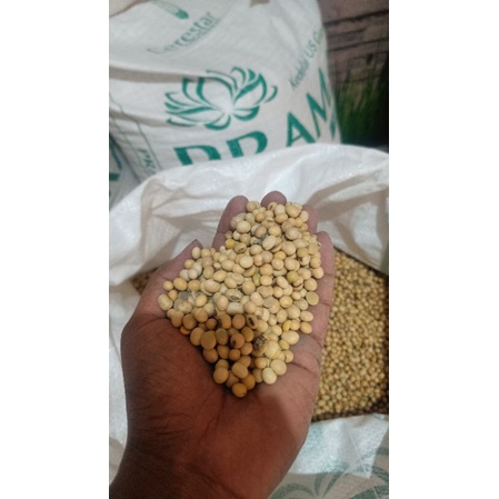 

Kacang kedelai USA 500 gram