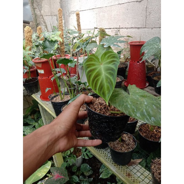 philodendron verrucosum
