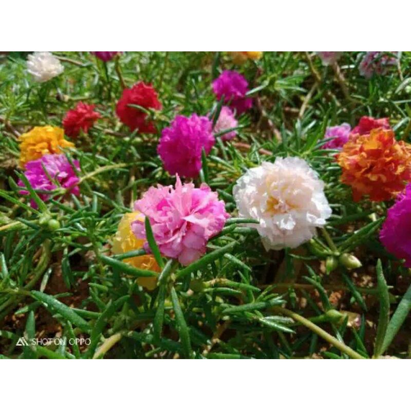 tanaman hias krokot MOSSROSE TUMPUK - Tanaman Hias Portulaca Sutra Bombay - Bunga Tumpuk Kembang Pukul 9