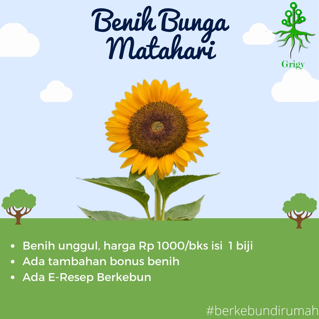 BIJI BUNGA MATAHARI, BENIH BUNGA MATAHARI