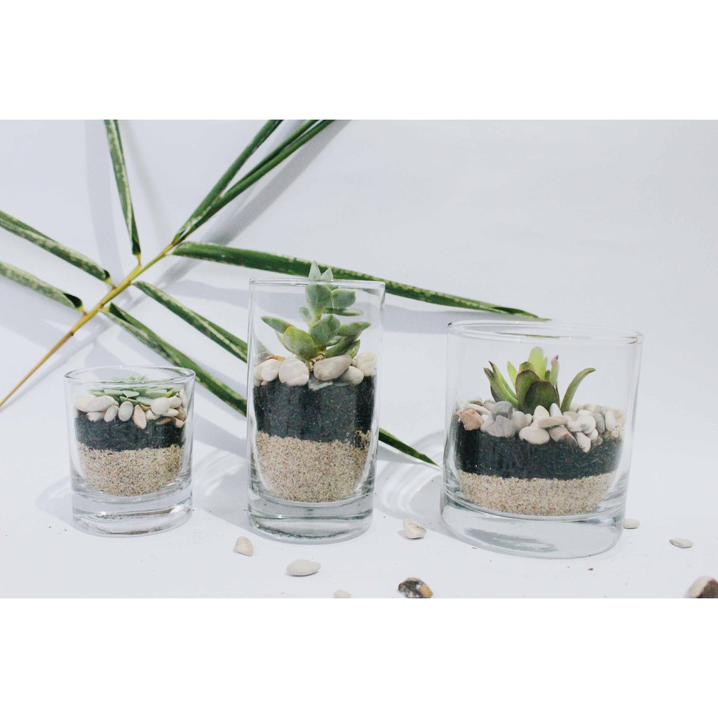 Paket 3 Terarium Kaktus dan Sukulen Hias  Mini  tanaman  