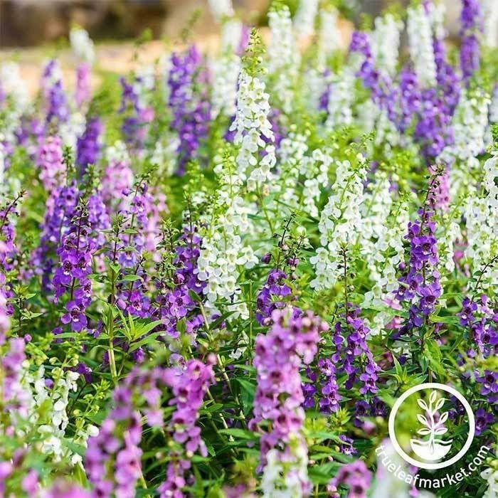 Lavender Angelonia / Tanaman Hias Hidup / Bunga Angonia