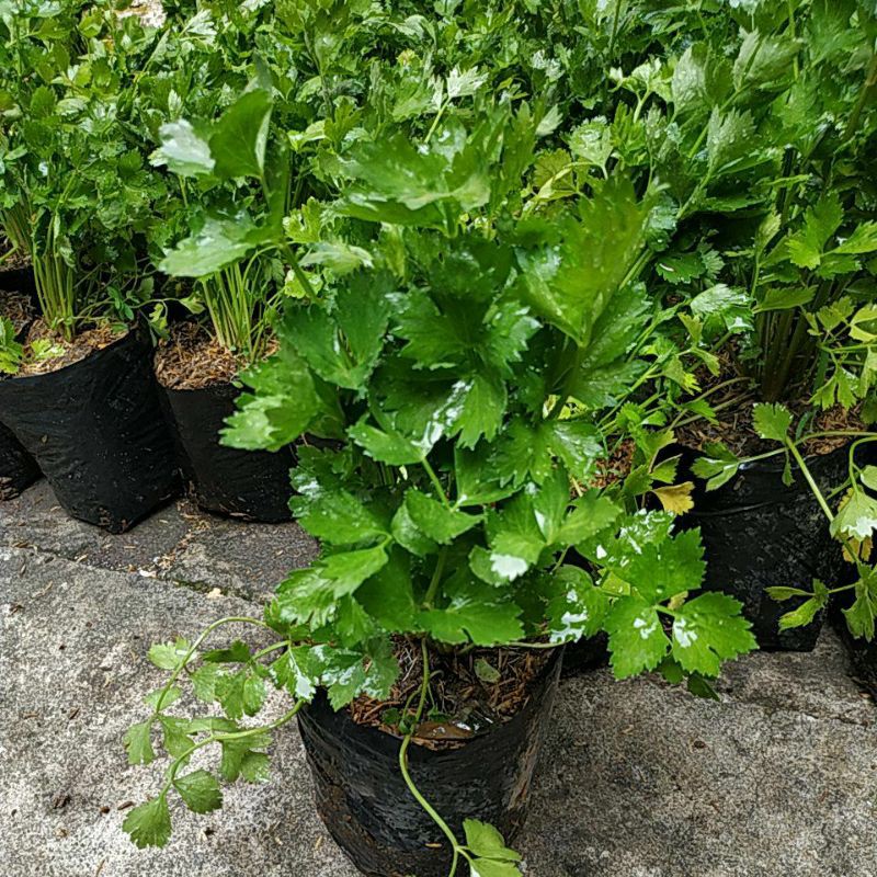 

Bibit Tanaman Sayur Sledri /Daun sledri Murah
