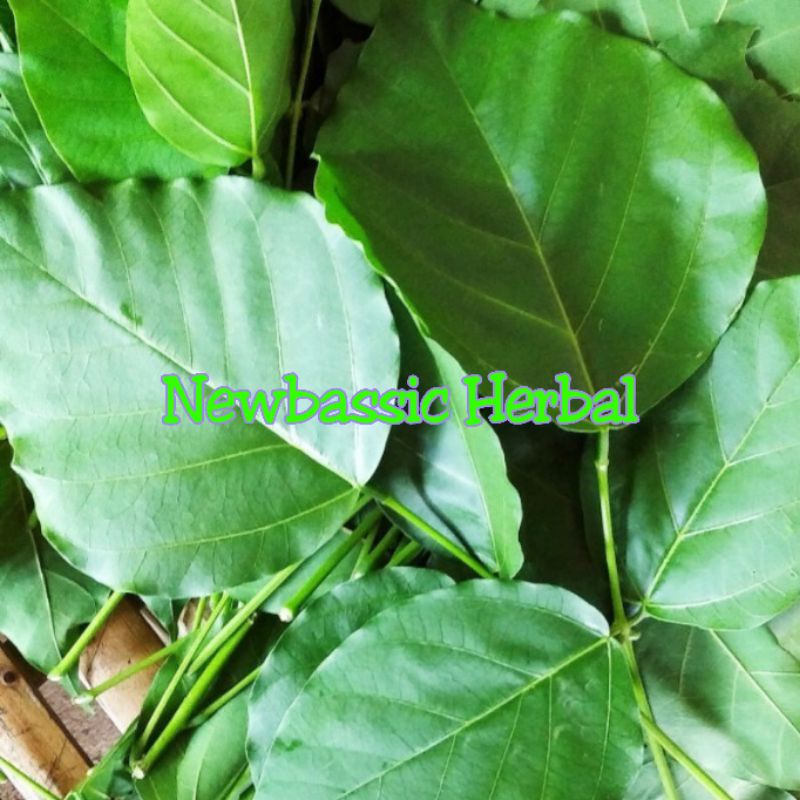 

paket hemat 10 lembar daun dadap