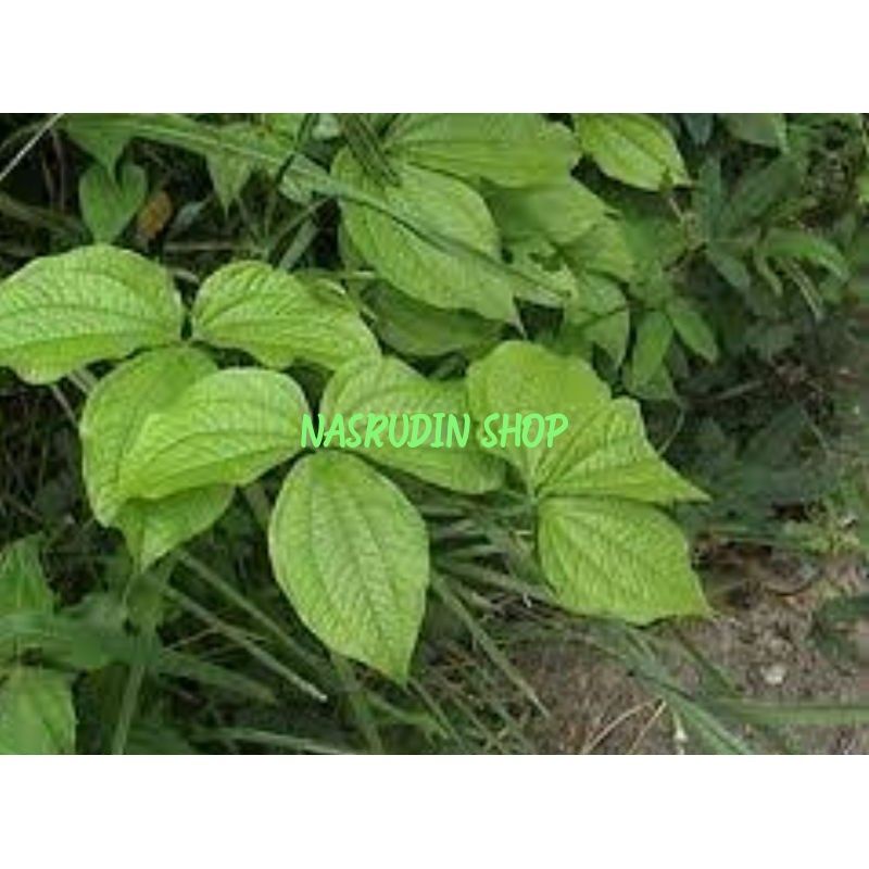 

DAUN GADUNG 1KG SEGAR LANGSUNG PETIK / Dioscorea hispida