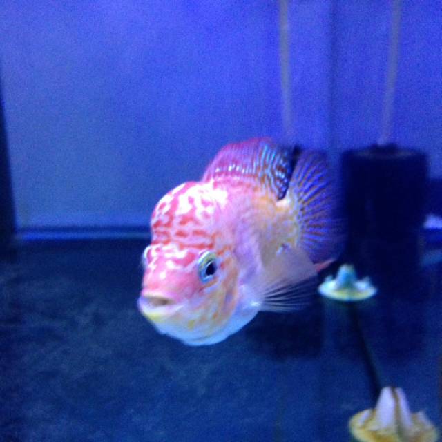 

Ikan louhan