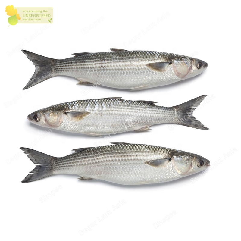 Ikan Belanak Segar Ikan Blanak Fresh Hasil Laut Segar 1kg