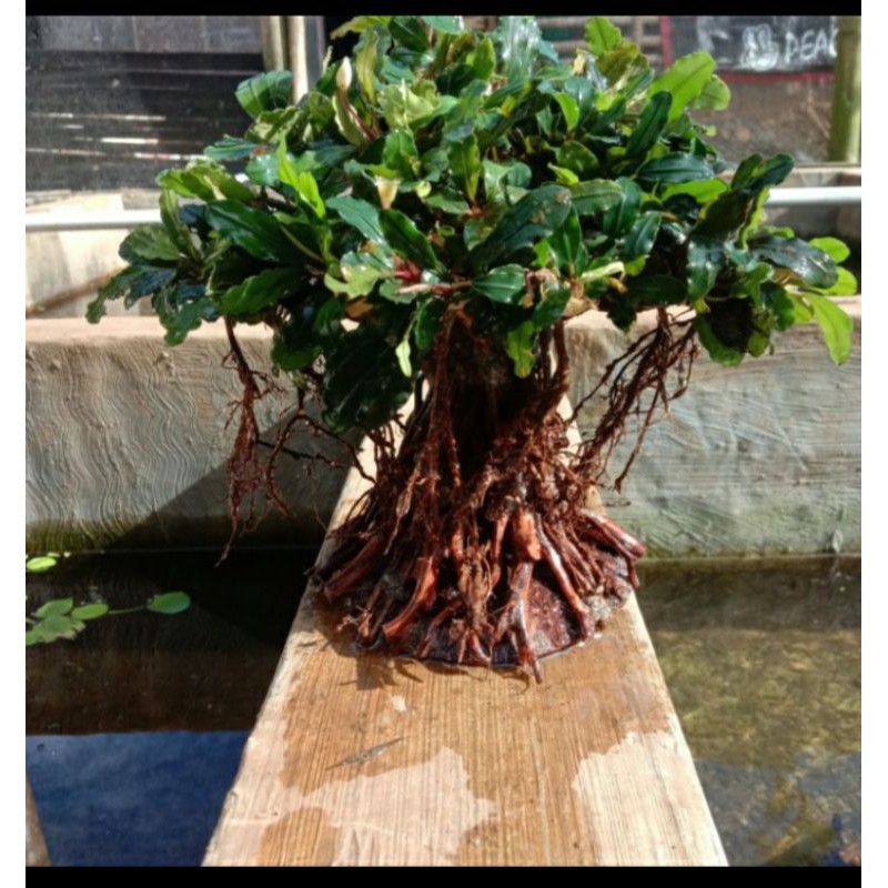 bonsai buce aquascape super rimbun tipe beringin