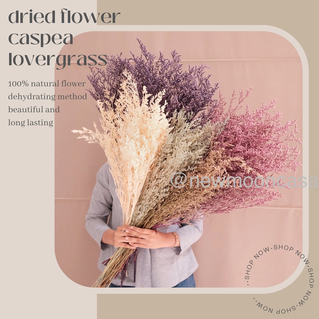 PROMO GROSIR MURAH Natural Dried Flower Dekorasi Bunga Kering Rustic Vintage Preserved Caspia Caspea