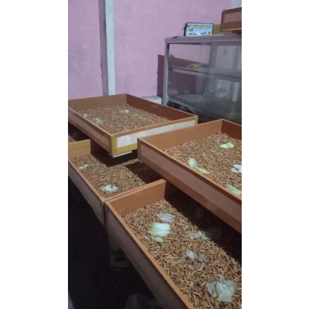 Pupuk Kotoran Ulat Hongkong