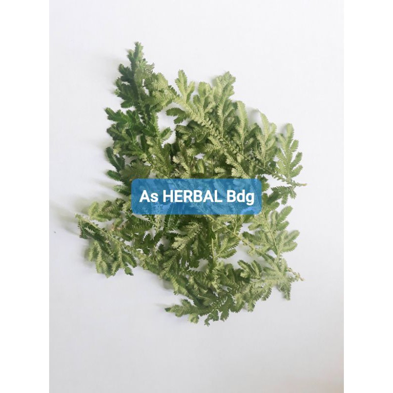 

Daun Cakar Ayam Segar 1 Kg petik langsung-az