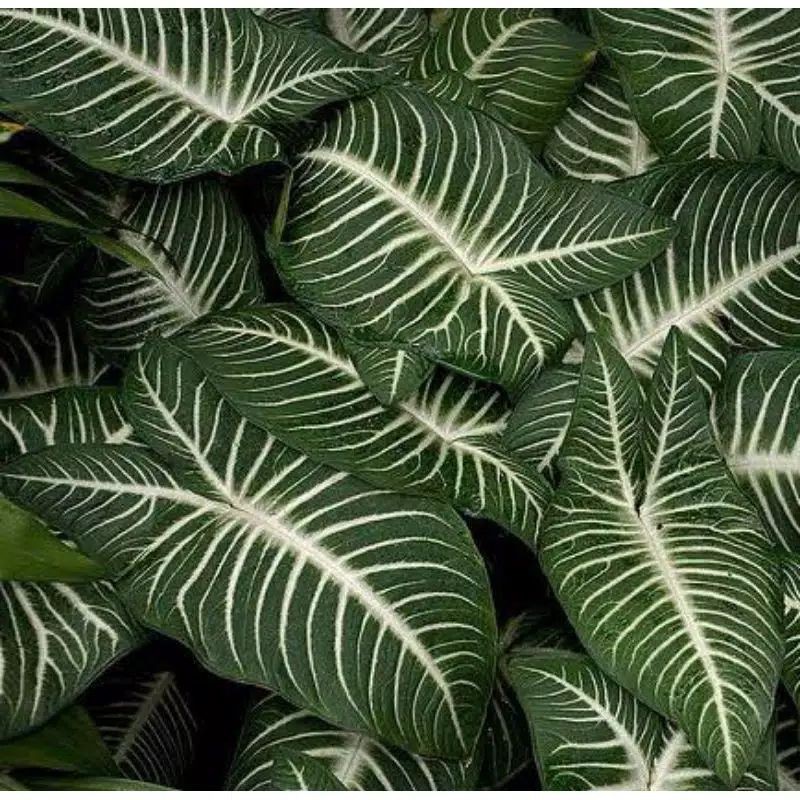 Tanaman keladi antasoma lindenii keladi zebra