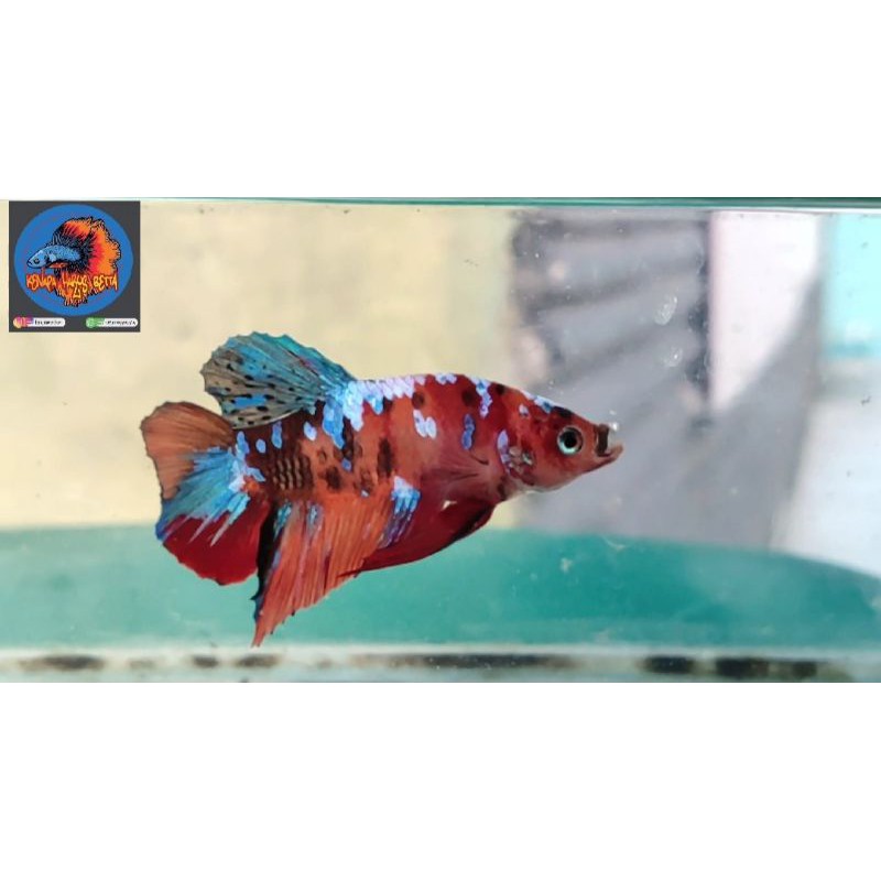 Ikan Cupang Multicolor