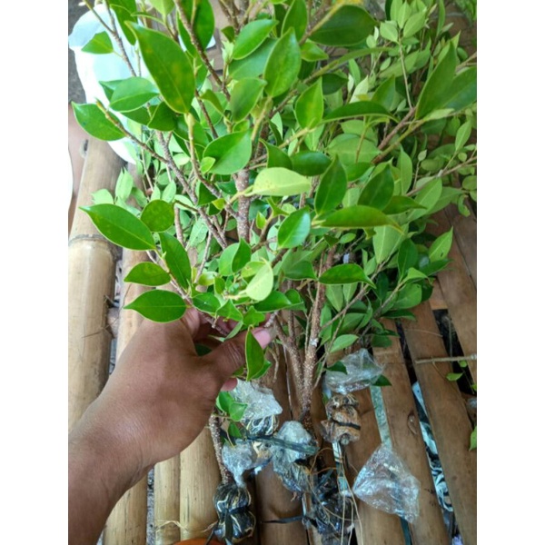 bibit bonsai kimeng cangkok