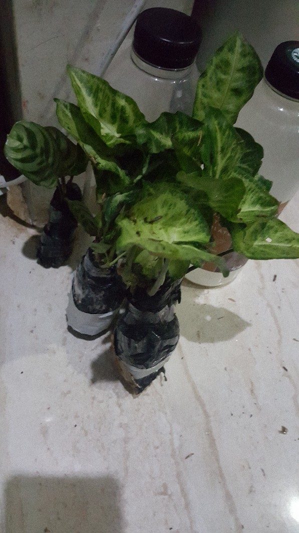 Tanaman Segonium Phodopullyum