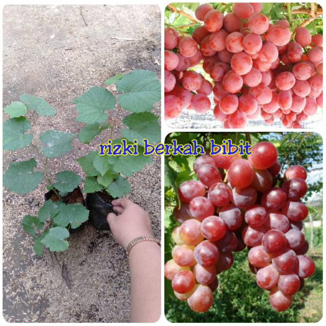 Bibit anggur merah import