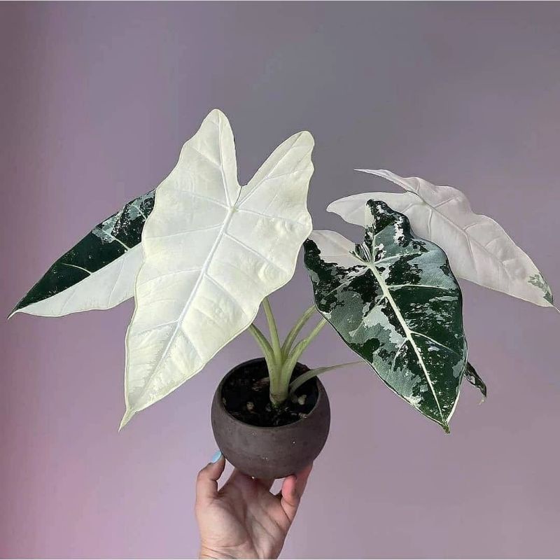 Alocasia Variegata Perfect | Bunga Hias Alocasia Variegata Daun Mewah