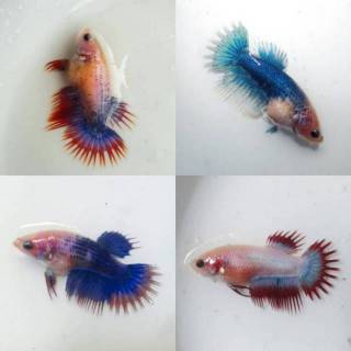 87 Gambar Ikan Cupang Crowntail HD Terbaru