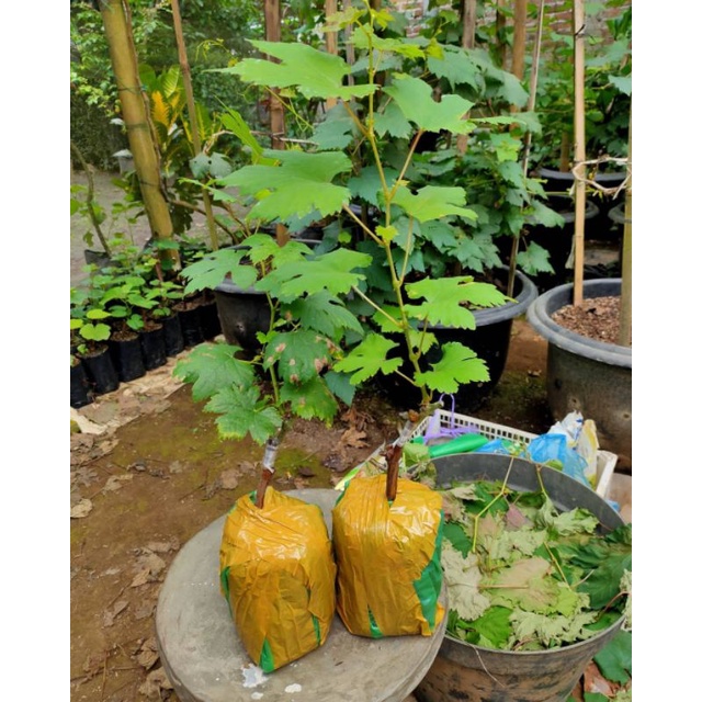 Bibit Anggur Import Jenis Jupiter Asli  Super