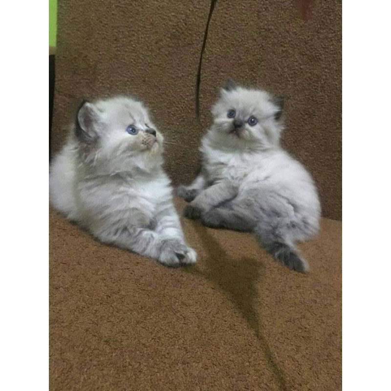 Kucing Persia Himalaya Rag Doll