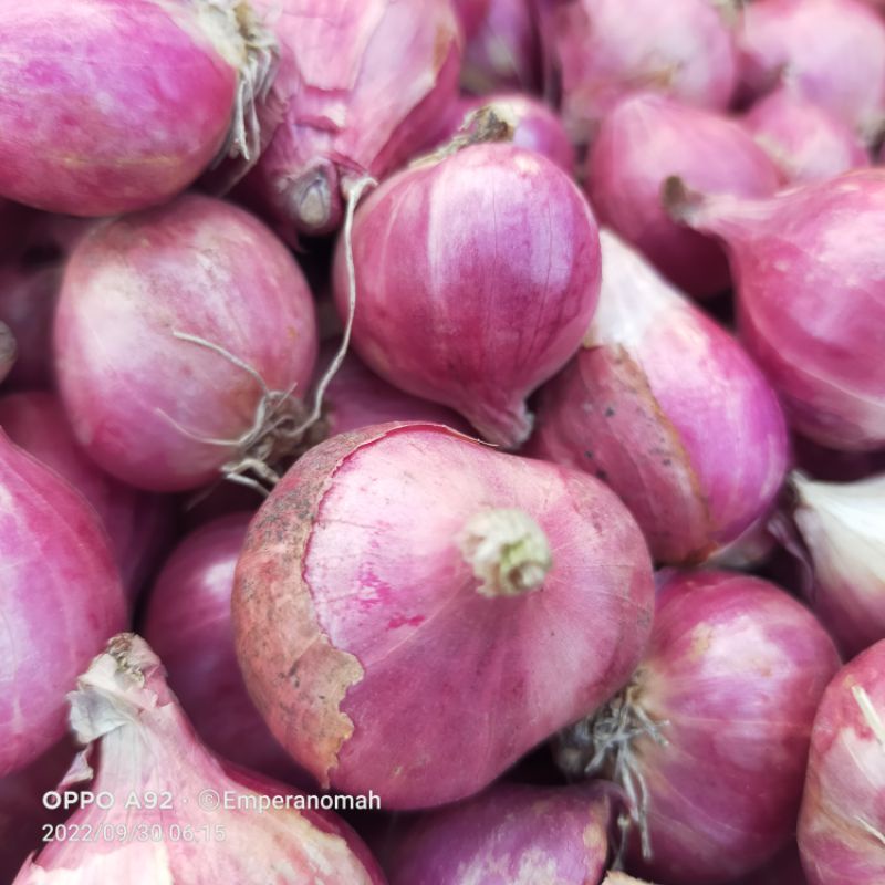 

Brambang atau Bawang Merah 1 Kg Super Kualitas