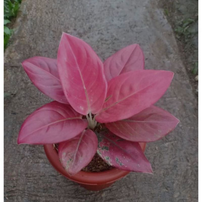 aglonema nezkia pink cantik anakan 1-2 daun BISA COD
