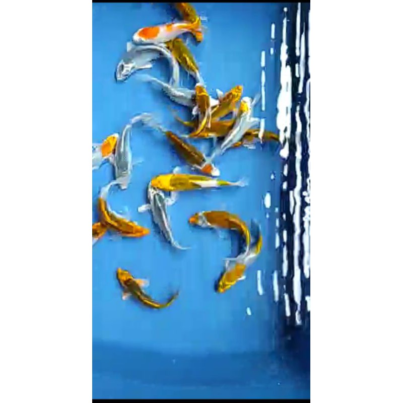 ikan koi plattinum import