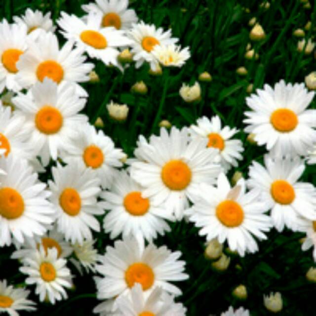 Benih Bibit Bunga Chrysanthemum Moon Daisy Flower
